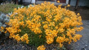 Erysimum 'Orange Flame' - 8cm pot 